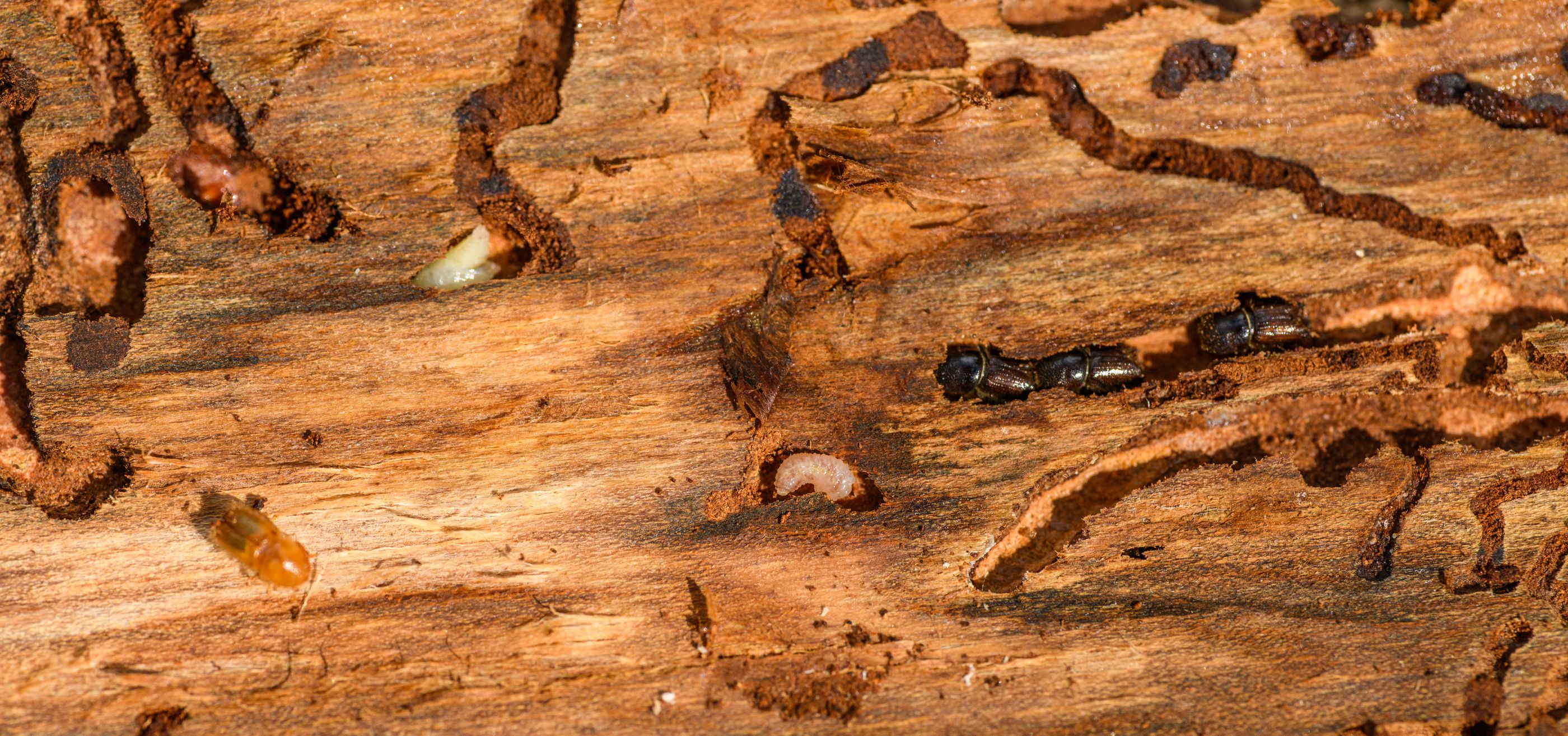 Stop Deemak Before Wood Damage.